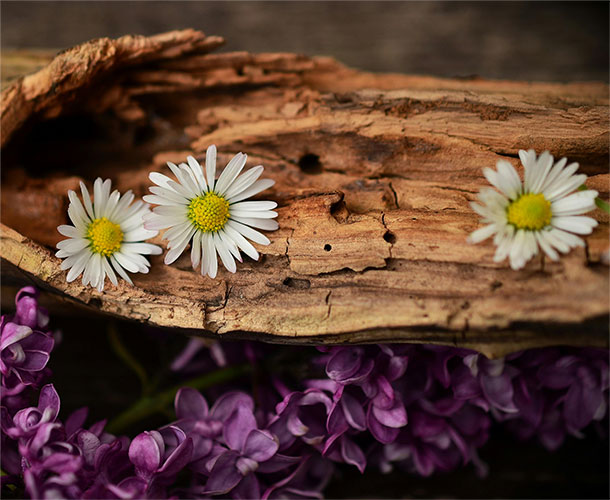 shop-img